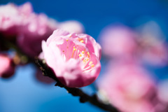 春告草