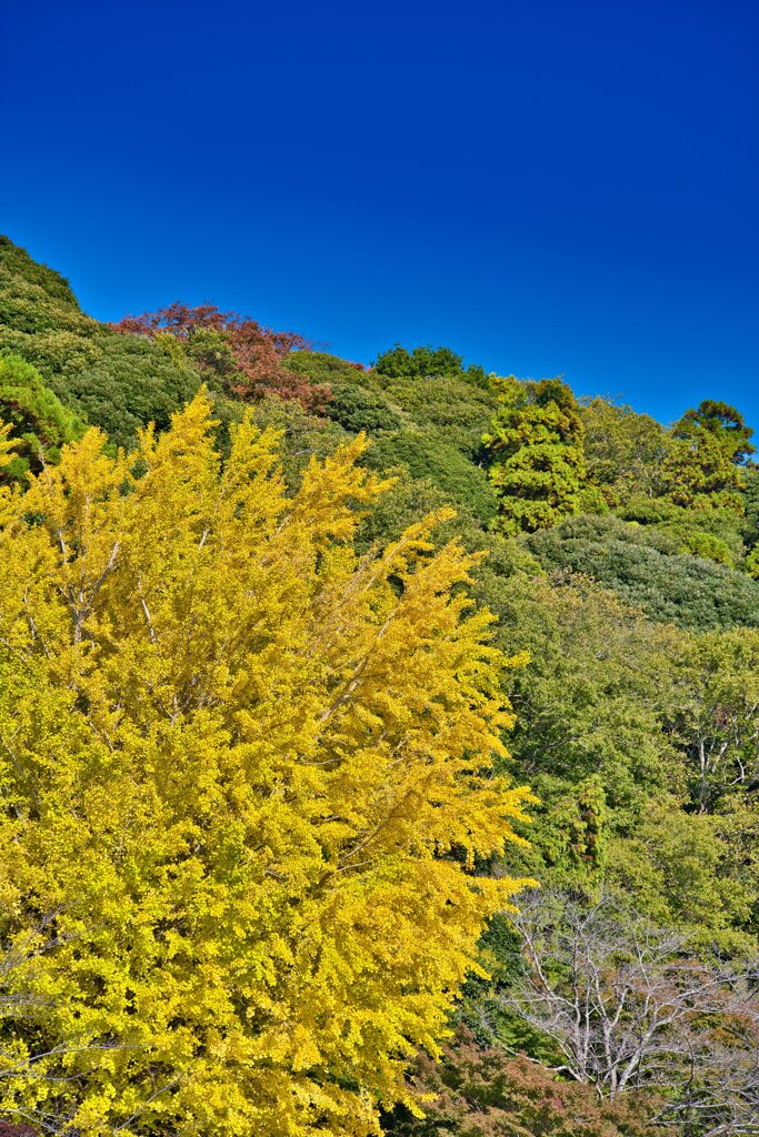 銀杏の黄色