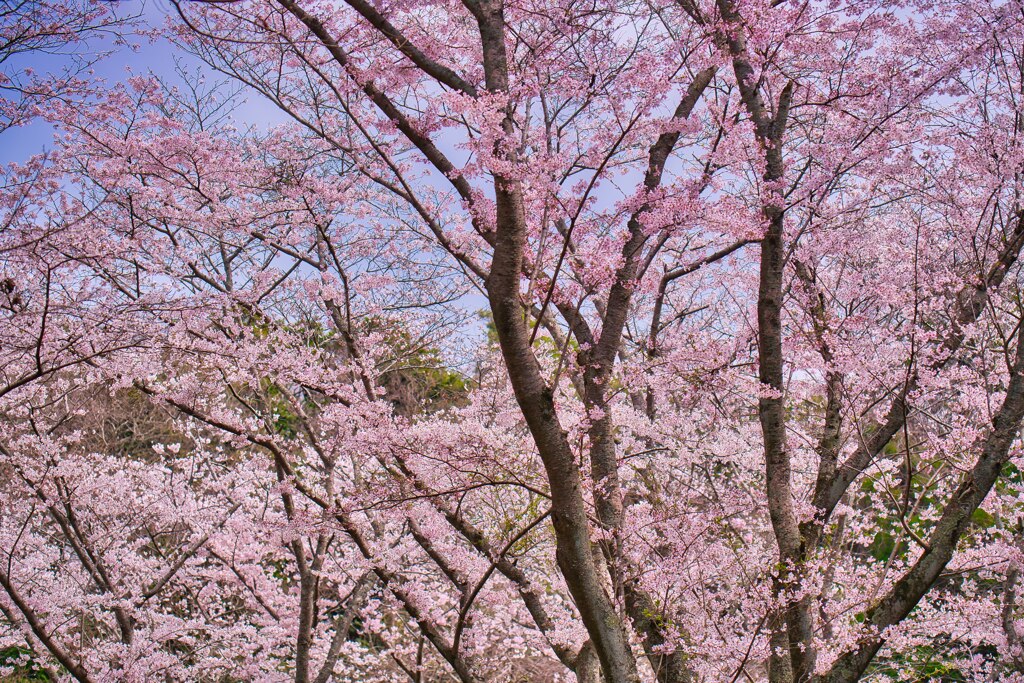 満開の桜☆ by チ ャ ビ ィ （ID：13470206） - 写真共有サイト:PHOTOHITO