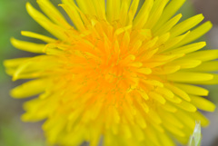 Dandelion