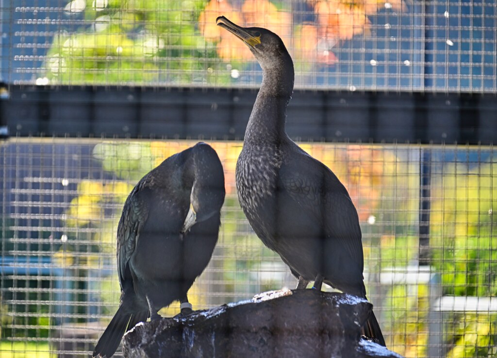 鵜　鵜飼ミュージアム