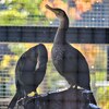 鵜　鵜飼ミュージアム