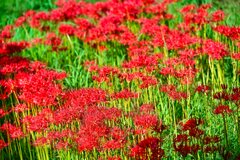 曼珠沙華