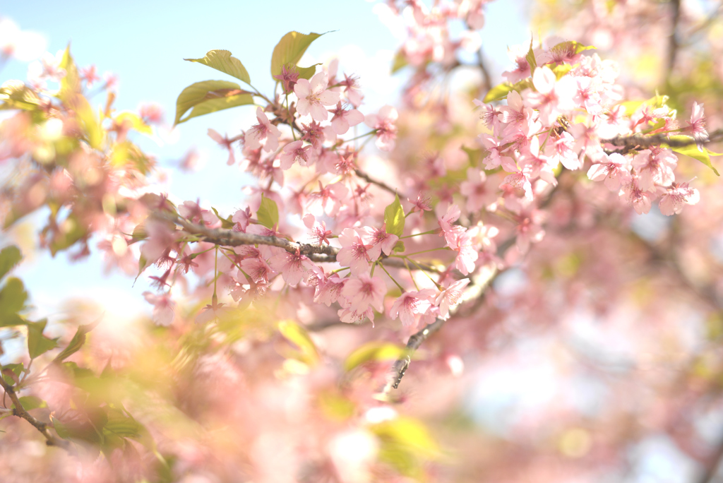 葉桜－余韻