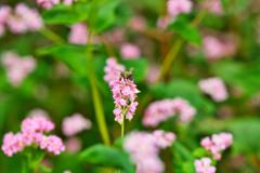 美味しい蜂蜜を