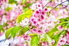 濃いピンク　五稜郭