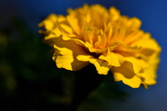 マリア様の黄金の花