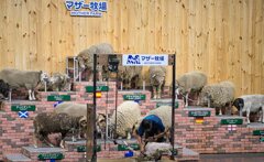 毛刈りショー 毛刈りショー