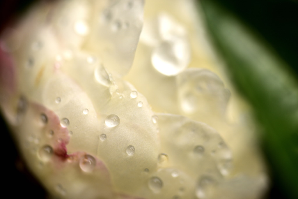 雨に打たれて