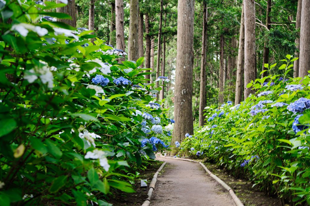 紫陽花の小路
