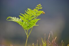 野草