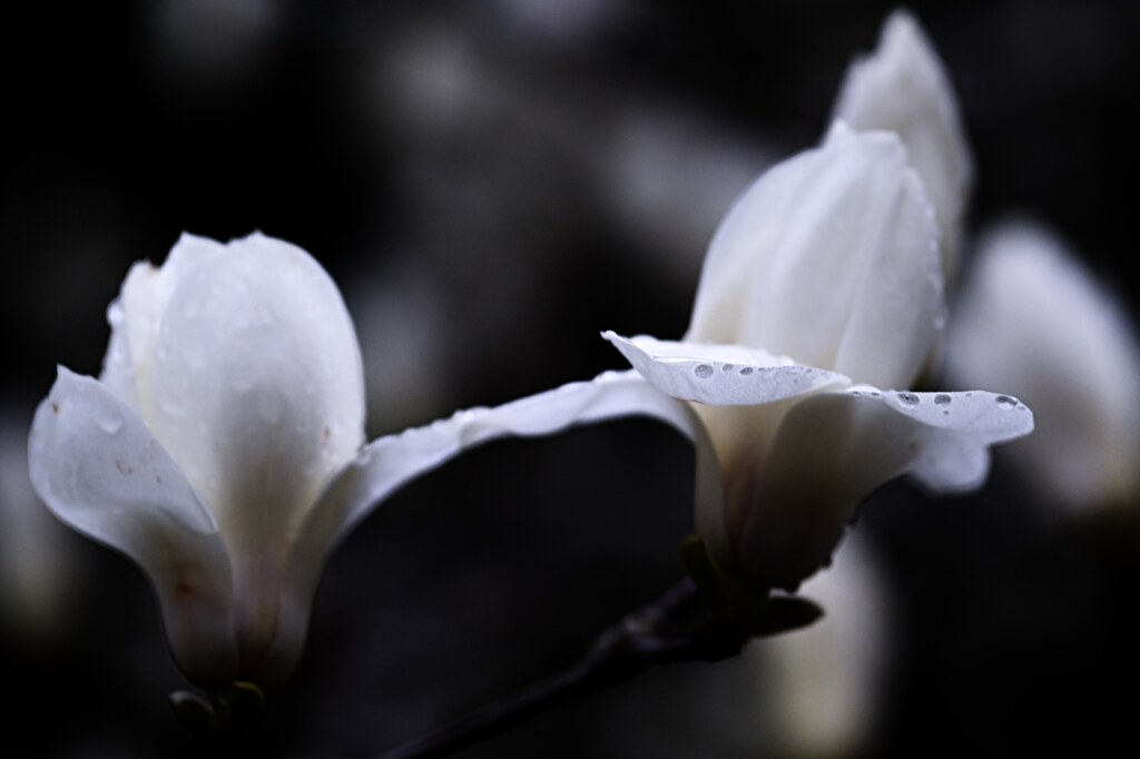 雨の木蓮