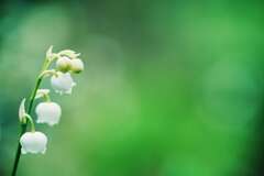 Lily of the valley ☆