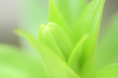 蕾　どんな花が咲く？