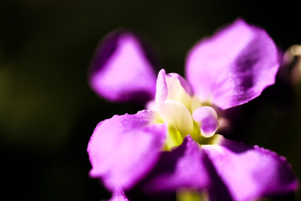 一花