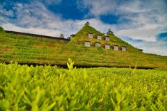 自然の力　ラコリーナ近江八幡