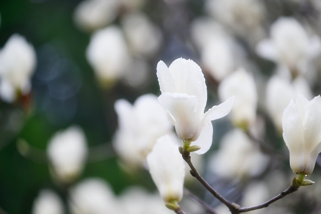 「気高さ」花言葉