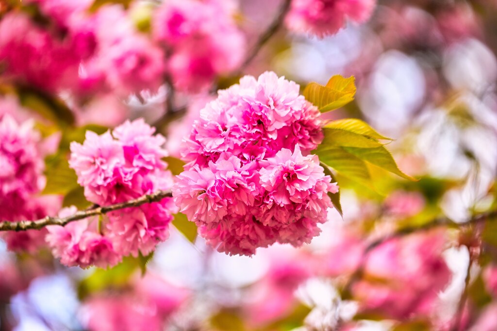 八重の桜☆
