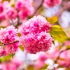 八重の桜☆