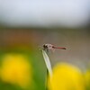 蜻蛉　新潟ふるさと村
