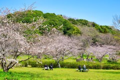 お花見日和☆