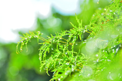 8月・・・雨上がり