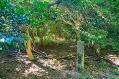 本城跡に到着！　06観音寺城跡