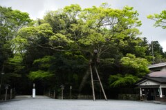 伊勢神宮　外宮