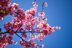 花は桜木……