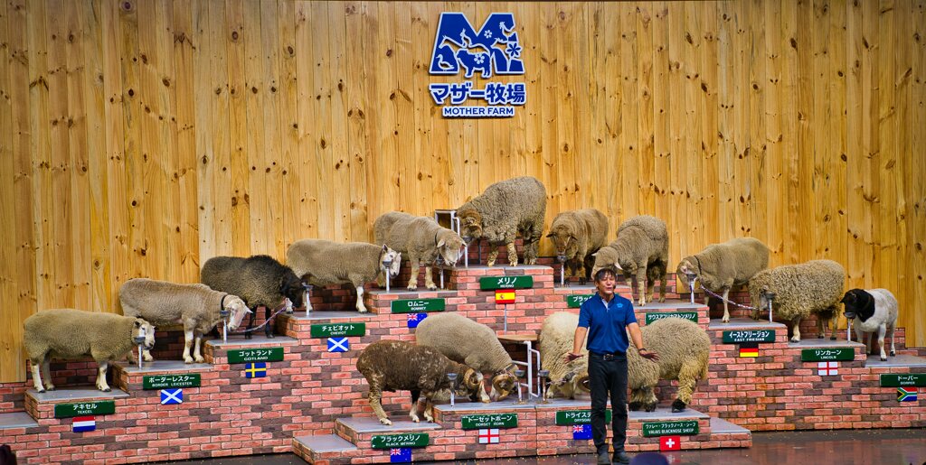 15種類の羊たち
