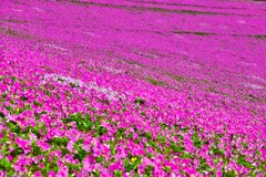 pinkの絨毯
