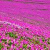 pinkの絨毯☆