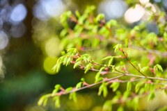 芽吹き時