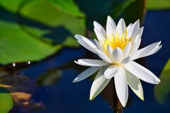 清浄