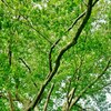 茂る緑☆