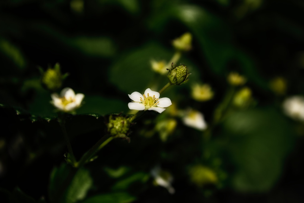 花苺