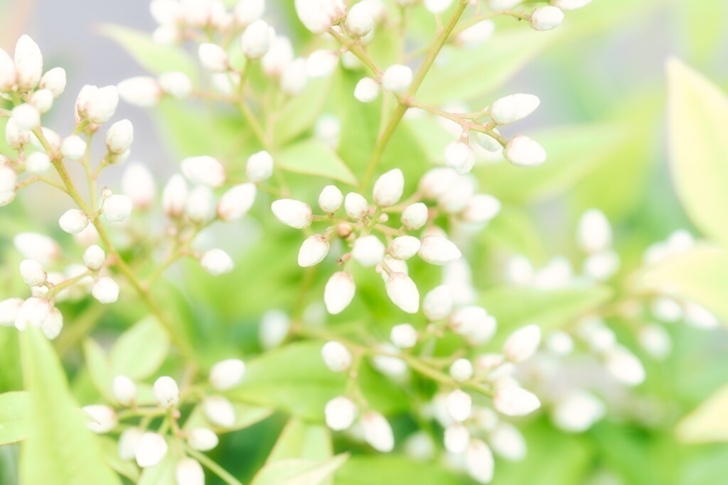 南天の花