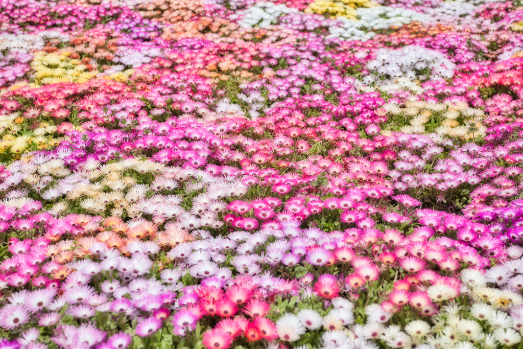 花盛り