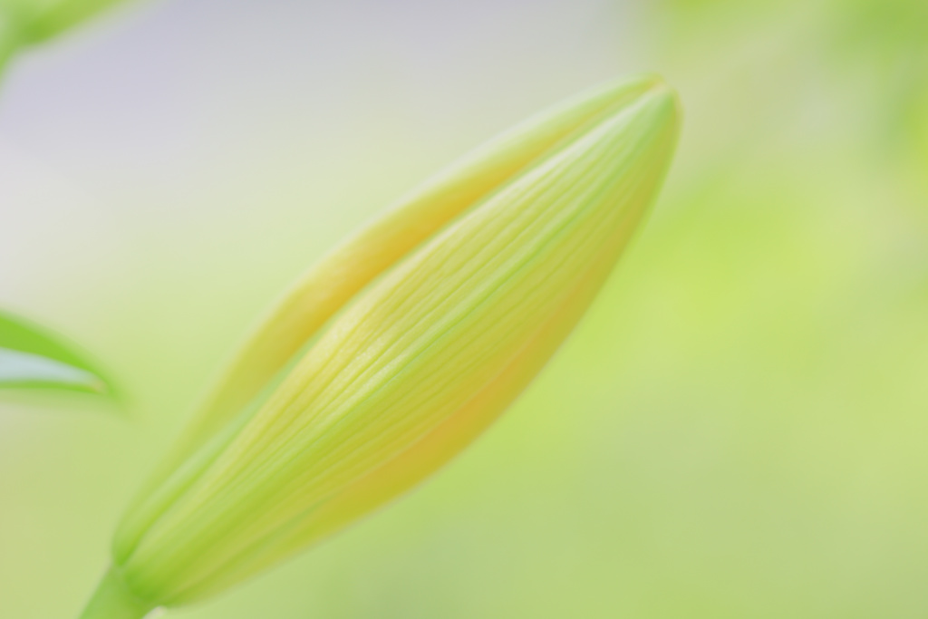 何色の花？