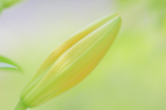 何色の花？