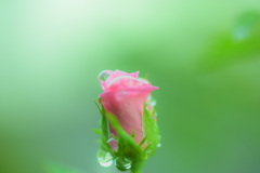 glass of rose buds