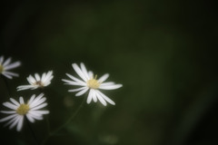 野の花