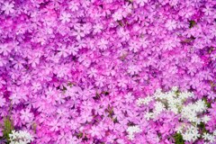  紅白　芝桜