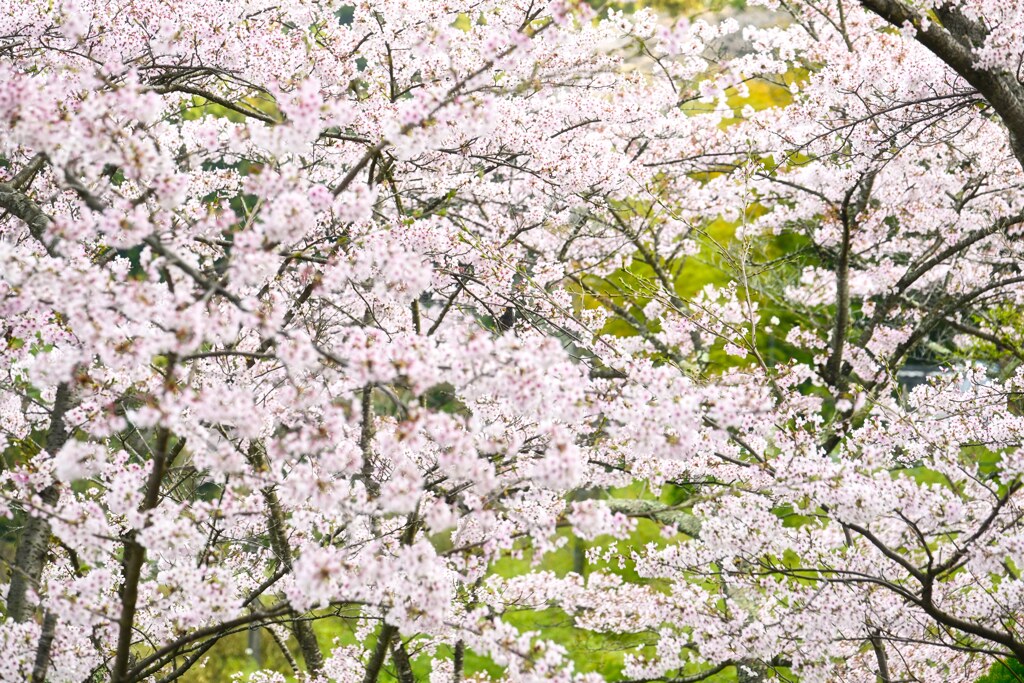 SAKURA