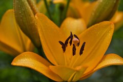 百合の花束