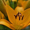 百合の花束
