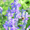 Flowers in my grandmother's garden 4