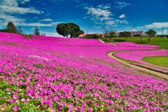 お花畑　マザー牧場
