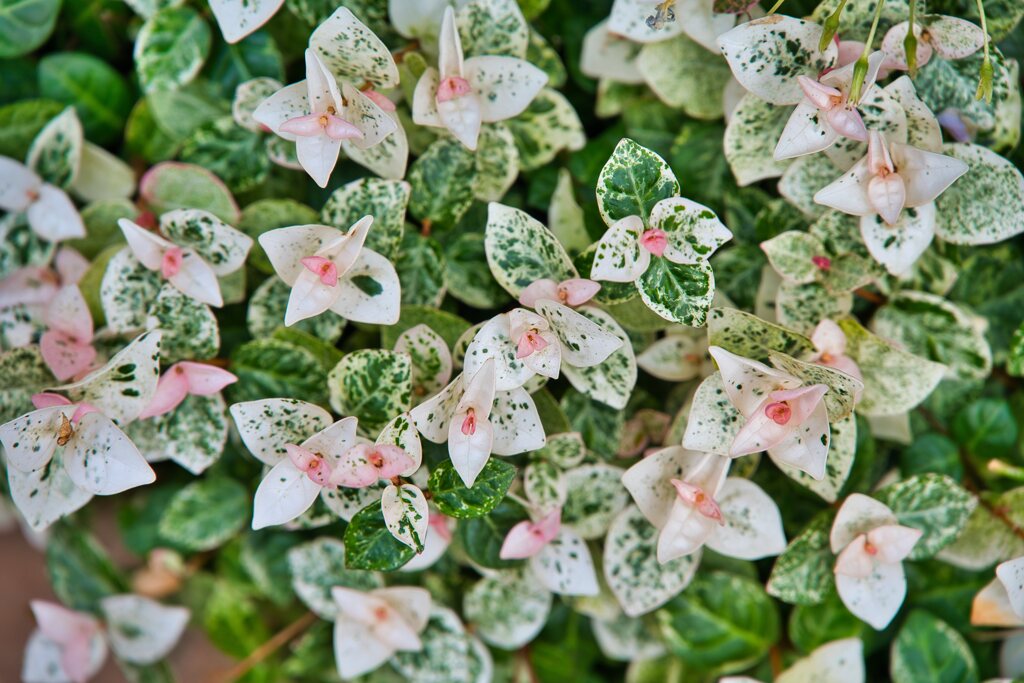 ハツユキカズラ