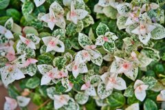 ハツユキカズラ